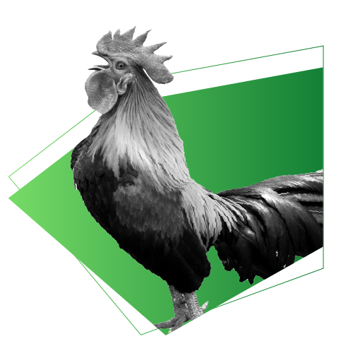 Coq France Speakylink
